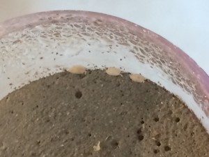 Commensaux, [Blog] Crematogaster scutellaris