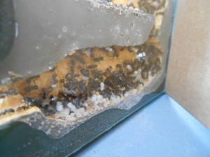 Photo du couvain Messor barbarus, [Blog] Messor barbarus