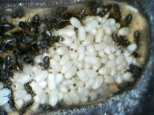 Cocons de Lasius sp. noire, [Blog] Colonie de Lasius sp de Lockmar