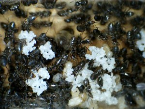 Oeufs de Lasius sp. noire, [Blog] Colonie de Lasius sp de Lockmar