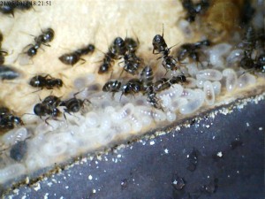 Larves de Lasius sp. noire, [Blog] Colonie de Lasius sp de Lockmar