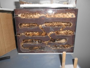 Nid, vue de face, [Blog] Colonie de Lasius sp de Lockmar