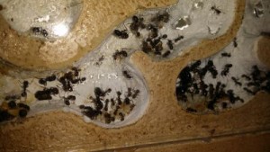 Messor barbarus 21 mai 2014, Ma colonie de Messor barbarus