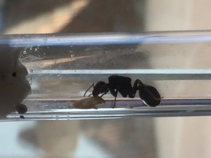 Messor capitatus, Quelle Messor ?