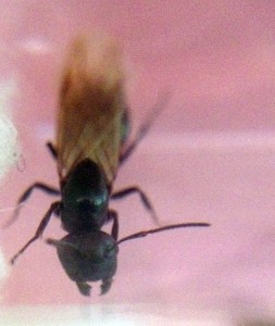 Camponotus cf piceus, Gadget : Objectif macro iPhone