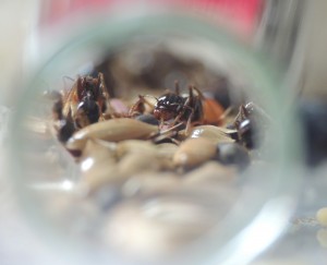 Messor capitatus dans tube à essais - vue frontale, [Blog] Messor capitatus