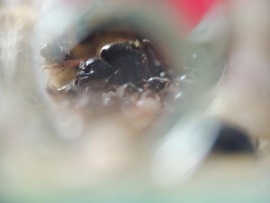 Gyne Messor capitatus dans tube à essais - vue frontale, [Blog] Messor capitatus