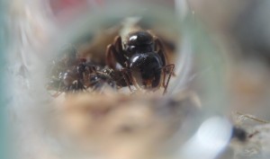 Messor capitatus - gyne en vue frontale, [Blog] Messor capitatus