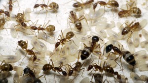 Grosses larves, [Blog] Camponotus cf. pseudoirritans