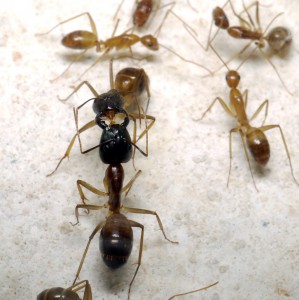 Trophallaxie 3, [Blog] Camponotus cf. pseudoirritans