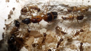 Gyne et couvain, [Blog] Camponotus cf. pseudoirritans