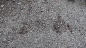 Combat Tetramorium sp. 1, Montrez-nous des batailles de fourmis [In natura]