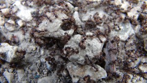 Combat Tetramorium sp. 4, Montrez-nous des batailles de fourmis [In natura]