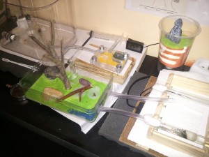 Les deux nids, [Blog] Les colonies de PasPayer