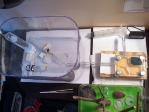 Focus Nid Plexi, [Blog] Les colonies de PasPayer