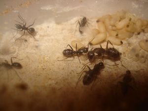 Les Camponotus de funkyben, DSC06721.JPG