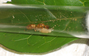 [Blog] Camponotus balzani, Camponotus sp.bmp