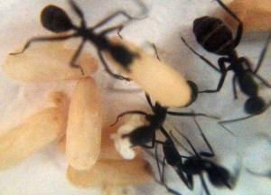 Camponotus cruentatus - couvain, [Blog] "Les Rouges" (Camponotus cruentatus) de Maskar