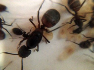 Camponotus cruentatus -  gyne, [Blog] "Les Rouges" (Camponotus cruentatus) de Maskar