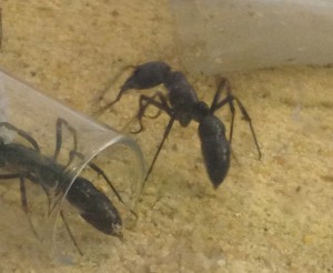 Dinoponera quadriceps, [Paraponera clavata] Princesse Guyanaise : un monstre !