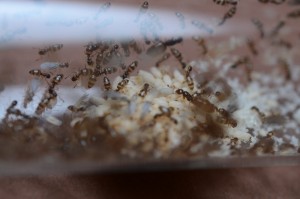 plagiolepis', [Blog] Plagiolepis pygmaea