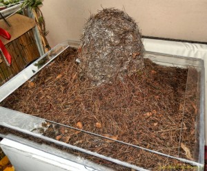 dome, Mes nouvelles créations