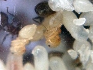 Crematogaster scutellaris - Nymphe, [Blog] "Les Romaines" (Crematogaster scutellaris) de Maskar