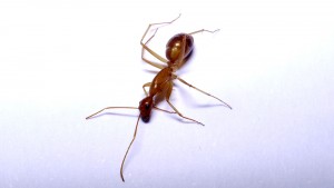 Agonisante - Camponotus pseudoirritans, [Blog] Camponotus cf. pseudoirritans