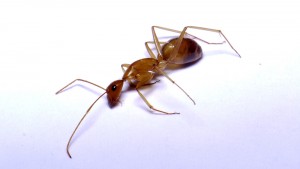 Agonisante - Camponotus pseudoirritans, [Blog] Camponotus cf. pseudoirritans