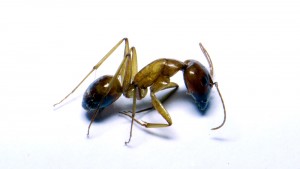 Morte 3 - Camponotus pseudoirritans, [Blog] Camponotus cf. pseudoirritans