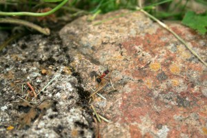 Ouvriere, [Camponotus ligniperdus] Région lyonnaise (photos macro)