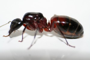 1, [Camponotus ligniperdus] Région lyonnaise (photos macro)