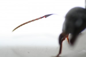 4, [Camponotus ligniperdus] Région lyonnaise (photos macro)