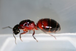5, [Camponotus ligniperdus] Région lyonnaise (photos macro)