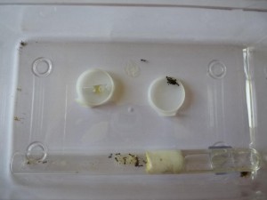 ADF Crematogaster scutellaris, [Blog] Crematogaster scutellaris