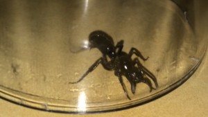 1, [Neoponera sp.] Encore une guyanaise