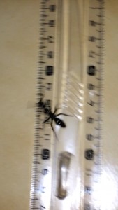 Taille, [Neoponera sp.] Encore une guyanaise