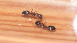 Identification 1, [Dolichoderus quadripunctatus] Fourmis rouges et noires