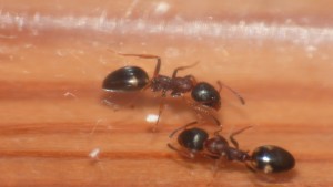 Identification 4, [Dolichoderus quadripunctatus] Fourmis rouges et noires