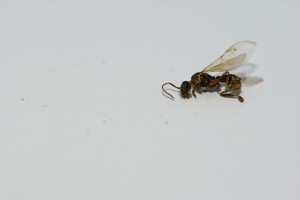 Myrmica, [Myrmica sp] Myrmica sp.