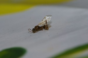 Myrmica, [Myrmica sp] Myrmica sp.