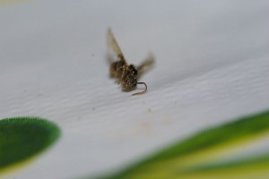 Myrmica, [Myrmica sp] Myrmica sp.