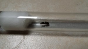vue d'en haut, [Lasius brunneus] demande d'identification (je suis nul en identification)