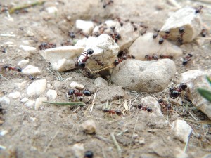 Messor wasmanni, Les fourmis de Rome et d'Italie