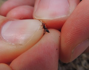 Crematogaster scutellaris, Les fourmis de Rome et d'Italie