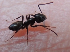 Tapinoma sp, Les fourmis de Rome et d'Italie