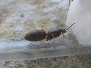 Gyne 1, [Lasius brunneus] 2 Gynes. (7,8)