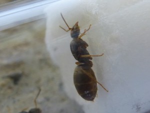 Gyne 2, [Lasius brunneus] 2 Gynes. (7,8)