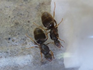 Les 2 gynes., [Lasius brunneus] 2 Gynes. (7,8)