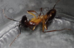 dessous, [Camponotus maculatus]